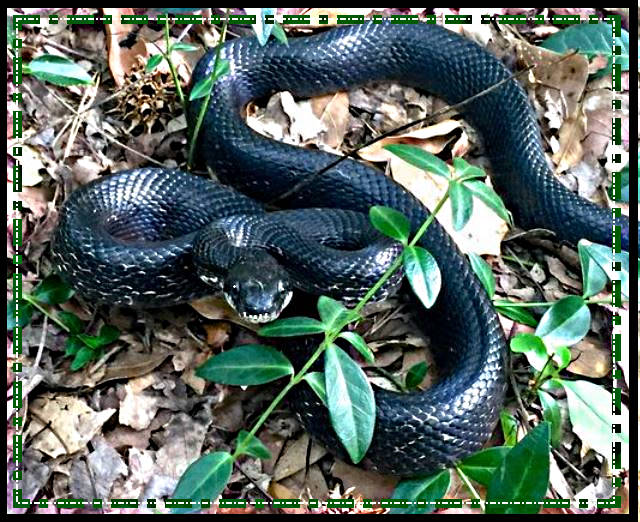 black-snake